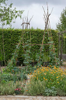 Gemüsebeete und Blumenbeete im Garten mit Stangenbohne 'Neckargold' (Phaseolus vulgaris) an Spalier