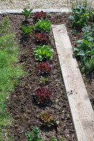 1st planting in June; iceberg lettuce; pick lettuce; &#39;Lollo rosso'39;;