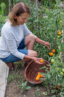 Tomatenpflanze 'Philamina' und 'Goldene Königin' mit Früchten bei der Ernte im Korb