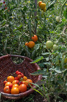 Tomatenpflanze 'Philamina' und 'Goldene Königin' mit Früchten bei der Ernte im Korb