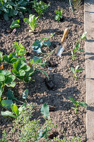 Kohlrabi in Mischkultur mit Salat und Zinnien im Gemüsebeet