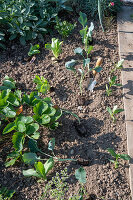 Kohlrabi in mixed culture with lettuce and zinnias