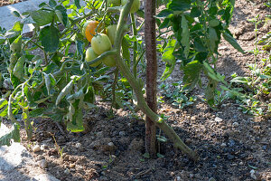 Tomatenpflanzen im Gemüsebeet, Blätter in Bodennähe entfernen wegen Ansteckung