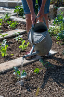 Pour in the savoy cabbage