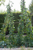 Anbau der Stangenbohne 'Neckargold' (Phaseolus vulgaris) im Gemüsegarten mit Rankhilfe