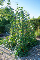 Stangenbohne (Phaseolus Vulgaris) 'Neckargold' im Gemüsebeet