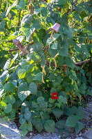 Stangenbohne (Phaseolus Vulgaris) 'Neckargold', reife Schoten an Bohnenpflanze