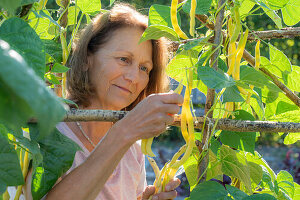 Runner bean; 'Neckargold';