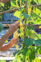 Runner bean; 'Neckargold';