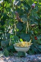 Stangenbohne (Phaseolus Vulgaris) 'Neckargold', Ernte der Schoten in Vintage Küchensieb