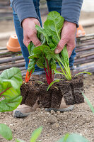 Mangold 'Bright Lights' (Beta Vulgaris), Jungpflanzen einpflanzen ins Beet