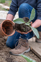 Young plants or seedlings of artichokes