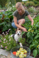 Frau bei Ernte von Paprika mit Drahtkorb im Gemüsebeet, Paprikapflanzen (Capsicum), Blumen und Hund