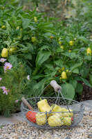 Ernte von Paprika im Drahtkorb vor Gemüsebeet mit Paprikapflanzen (Capsicum)