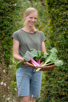 Frau bei Ernte von Mangold 'Bright Lights' (Beta Vulgaris), Blätter im Weidenkorb