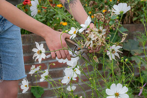 Schmuckkörbchen (Cosmos Bipinnatus) bei der Samenernte, Ausschneiden von Verblühtem