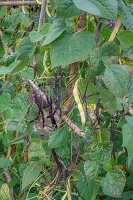 Stangenbohne 'Blauhilde' und 'Neckargold' (Phaseolus vulgaris), schwarze und gelbe Hülsen an der Pflanze