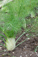 Knollenfenchel 'Selma' (Foeniculum Vulgare) im Gemüsebeet