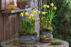 Narzisse 'Tete a Tete' (Narcissus), Winterlinge (Eranthis) in Töpfen, mit Moos und Zweigen auf der Terrasse