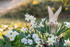 Narcissus 'Sail Boat' (Narcissus), saxifrage, horned violet (Viola Cornuta), in flower box in front of Easter bunny