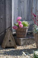 Hyacinths (Hyacinthus) and moss saxifrage (Saxifraga x arendsii) in wicker basket on the patio next to nesting box