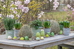 Grape hyacinth 'Mountain Lady' (Muscari), rosemary and sage in pots and hay with Easter eggs in front of flowering branches