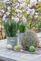 Grape hyacinth 'Mountain Lady' (Muscari) and rosemary in pots and hay with Easter eggs
