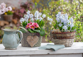 Hyazinthen (Hyacinthus), Kegelblume (Puschkinia), und Primeln (Primula) in Töpfen auf der Terrasse