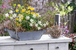 Narzissen (Narcissus) 'Sailboat', 'Tete a Tete' in Blumenschale und Stroh auf Kommode