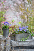 Blue horned violets (Viola Cornuta) and small periwinkle (Vinca Minor) in planter box on the patio