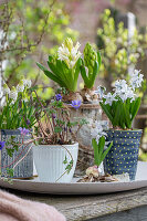 Hyazinthen (Hyacinthus), Kegelblume (Puschkinia), Windröschen (Anemone blanda), Traubenhyazinthe 'Alba' (Muskari) in Töpfen auf Terrassentisch