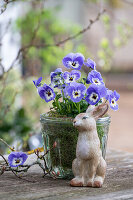 Horned violets (Viola cornuta) in glass with Easter bunny