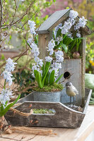 Kegelblume (Puschkinia scilloides) im Topf vor Nistkasten mit Vogelfigur