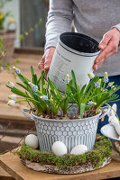 Traubenhyazinthe (Muscari) 'Mountain Lady', 'White Magic', im Topf dekoriert mit Hühnereiern und Moos