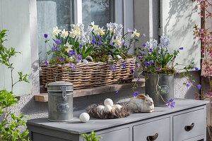 Daffodils 'Sailboat' (Narcissus), anemone, Puschkinia, morning glory (Leucojum vernum), in window box with Easter decoration on the patio