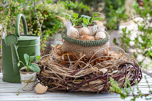 Hühnereier in Netztasche mit Eierschalen und Rettichpflanze (Raphanus), in großem Nest aus Zweigen neben Gießkanne