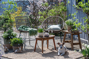 Grape hyacinth 'Mountain 'Lady', rosemary, thyme, oregano, saxifrage, daffodils in plant pots, dog on the patio in front of seating area and Easter bunny figures