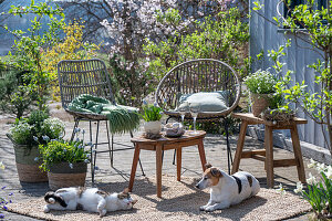 Traubenhyazinthe 'Mountain 'Lady', Rosmarin, Thymian, Oregano, Steinbrech in Pflanztöpfen, Katze und Hund auf der Terrasse vor Sitzplatz
