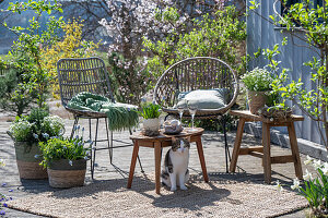 Grape hyacinth 'Mountain 'Lady', rosemary, thyme, oregano, saxifrage in plant pots on the patio with seating, cat and Easter eggs