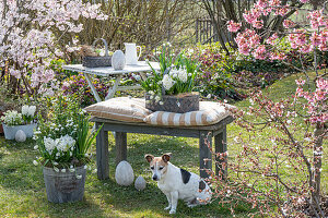 Hyazinthen (Hyacinthus), Märzenbechern, Traubenhyazinthen (Muscari) in Töpfen und Ostereiern im Garten vor blühenden Sträuchern mit Blutpflaume 'Nigra' und Hund