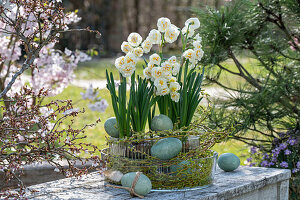 Bouquet Daffodils, Tazette 'Bridal Crown' (Narcissus) in glass flower pot on garden table with Easter eggs