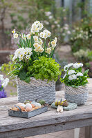 Narzisse 'Bridal Crown', Mutterkraut 'Aureum', Gänseblümchen (Bellis) und Primeln (Primula) in Töpfen, gefärbte Ostereier in Bratreine auf Terrassentisch