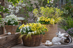 Primeln 'Goldie', Kalmus 'Ogon', Gänsekresse 'Alabaster', Wolfsmilch 'Ascot Rainbow', Hornveilchen in Blumenkörben mit Ostereiern und Katze schnuppert an Hasenfigur