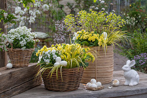 Primroses 'Goldie', calamus 'Ogon', goose cress 'Alabaster', spurge 'Ascot Rainbow', horned violets in flower baskets with Easter eggs and rabbit figure on the patio