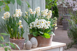 Narzissen (Narcissus) 'Bridal Crown' und 'Geranium', Primel (Primula) in Töpfen, Ostereierskulpturen auf der Terrasse