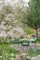 Flowering rock pear next to table set for Easter breakfast in the garden with Easter eggs and bouquet of tulips