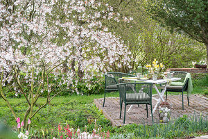 Flowering rock pear next to table set for Easter breakfast in the garden with Easter eggs and bouquet of flowers
