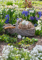 Osternest mit Eiern auf Stroh im Weidenkorb, und Werkzeug im Blumenbeet mit Narzissen und Hyazinthen