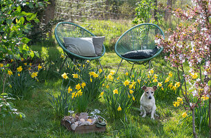 Daffodils (Narcissus) in the garden in front of seating area with Acapulco armchairs, picnic basket with eggs and dog