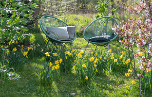 Daffodils (Narcissus) in the garden in front of seating area with Acapulco armchairs